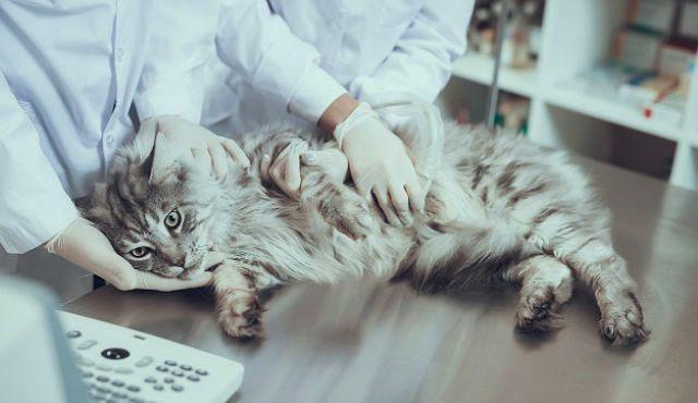 Альтернатива стерилизации кошек и котов