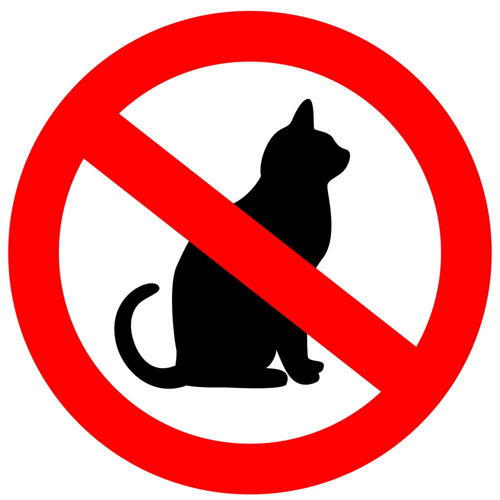 Где и почему запрещены домашние кошки?