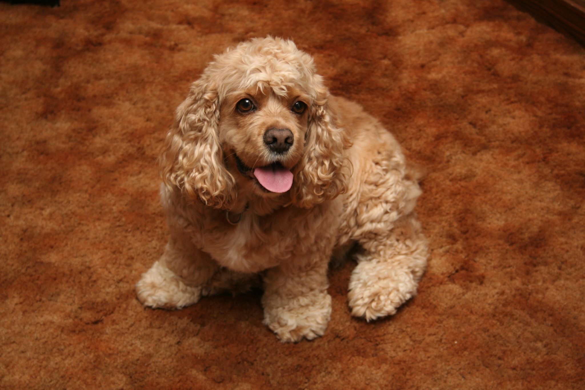 Кудрявая собака: большие и маленькие кучерявые породы