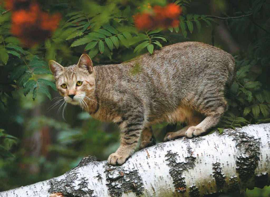 Порода кошек без хвоста: основные виды и их названия
