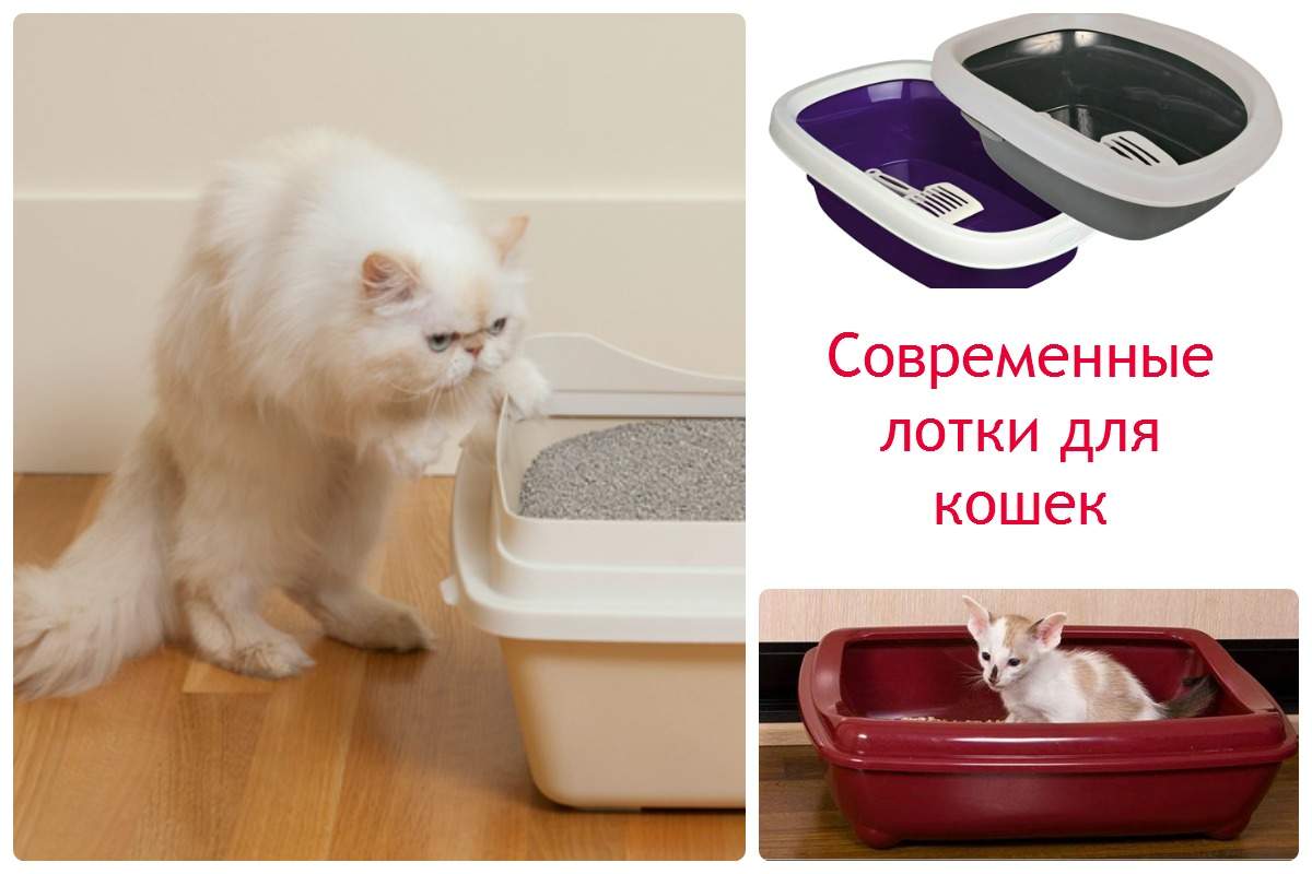 Как приучить котенка к туалету: варианты как заставить ходить в лоток