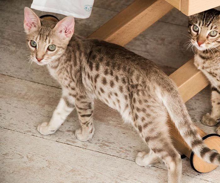 Оцикет кошка — описание породы котов, рыжий котенок
