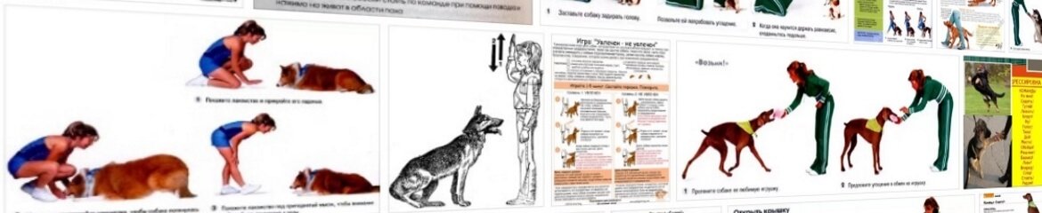 Команды для собак: список основных и как научить