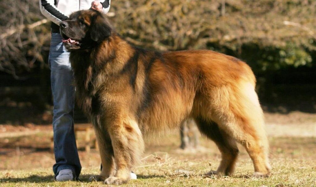 Леонбергер (собака): описание породы, характер