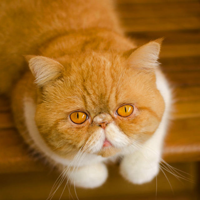 Кошки с приплюснутой мордой: описание каждой из пород, особенности ухода