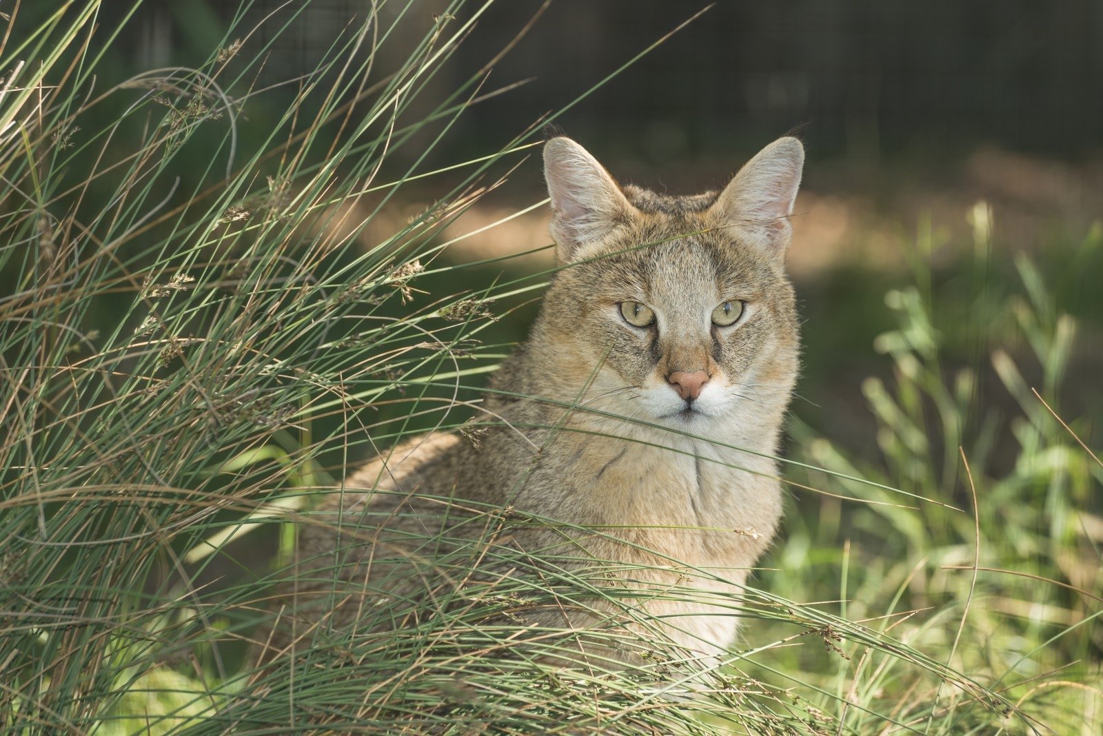 Камышовый кот: 7 особенностей болотной рыси
