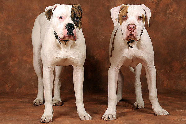 Бойцовые собаки: обзор пород и особенности дрессировки