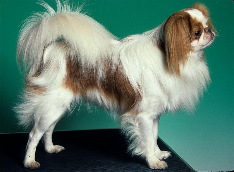 Японский хин (собака): описание породы, характер