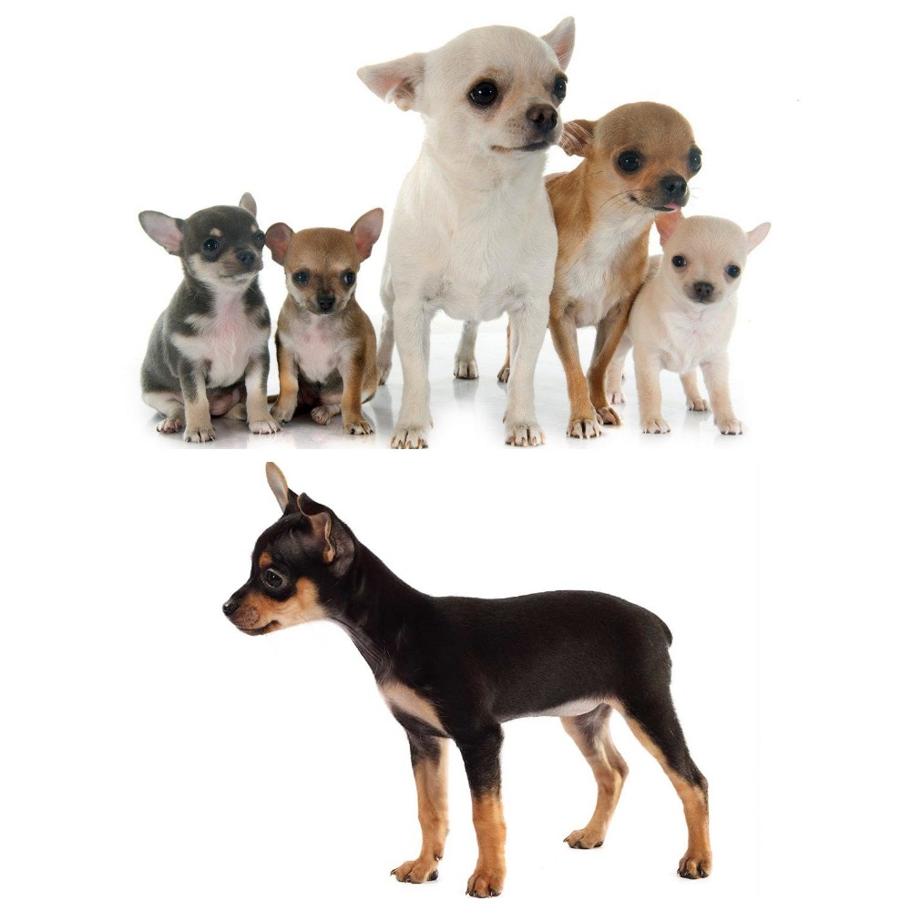 Чихуахуа мини: щенки и взрослые собаки