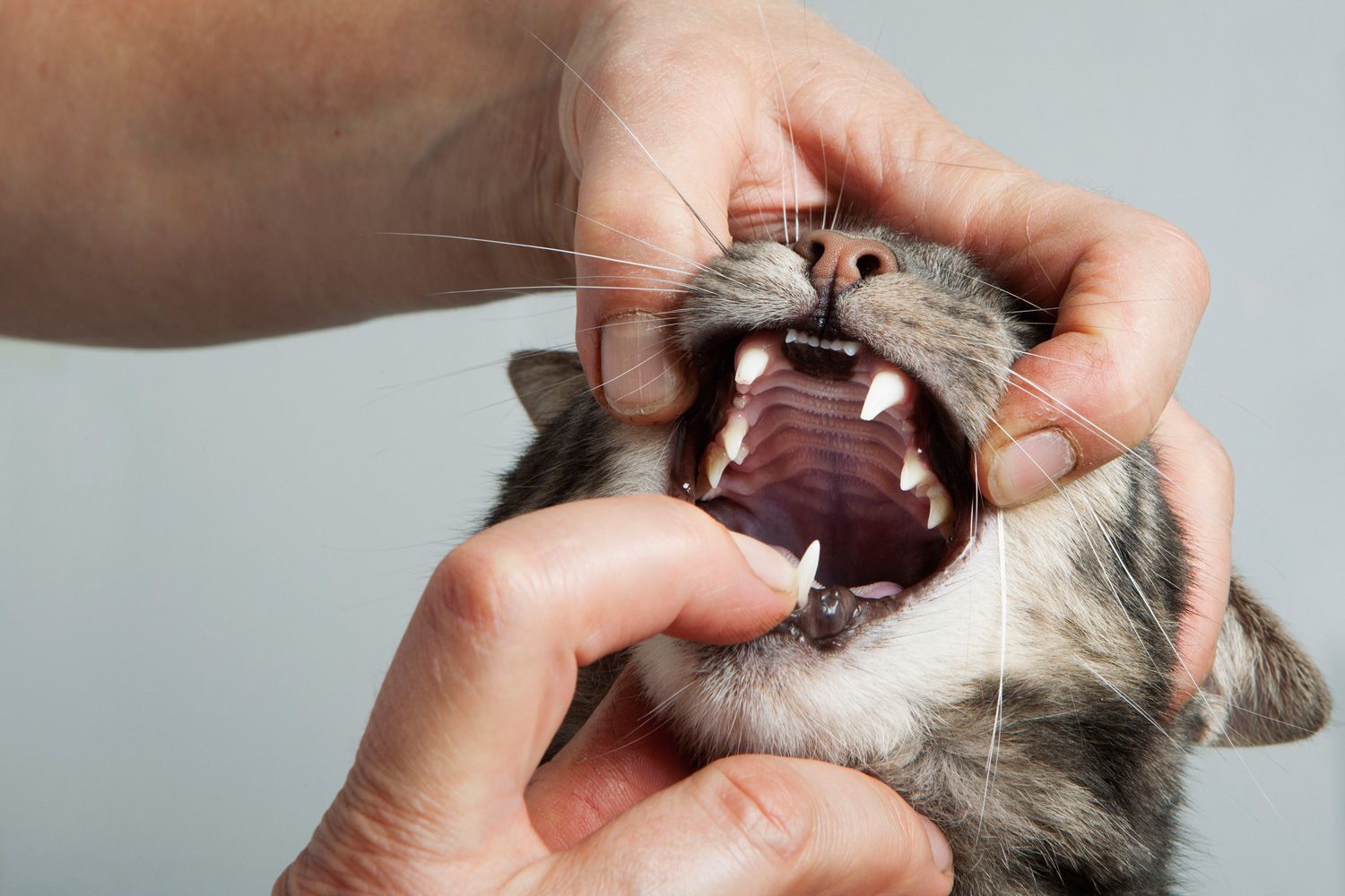 Обильное слюнотечение у кошки: признаки, симптомы, действия владельца