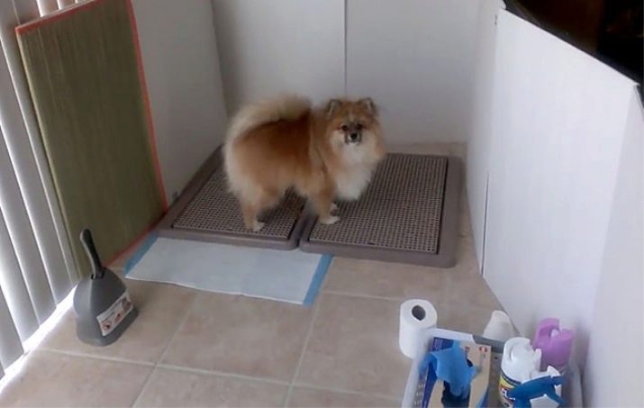 Как приучить щенка к туалету на улице в частном доме