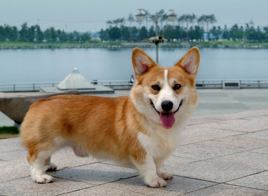 Собаки с короткими лапами: ТОП-10 компактных пород