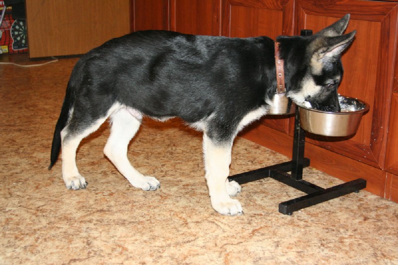 Чем кормить щенка немецкой овчарки в домашних условиях