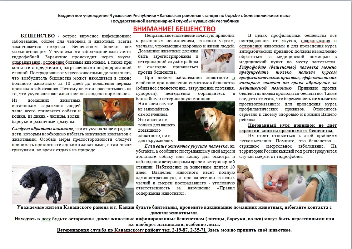Бешенство у собак: симптомы и лечение