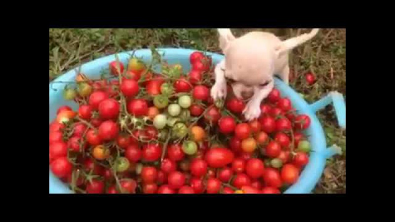 Можно ли собакам помидоры, огурцы, капусту и другие овощи