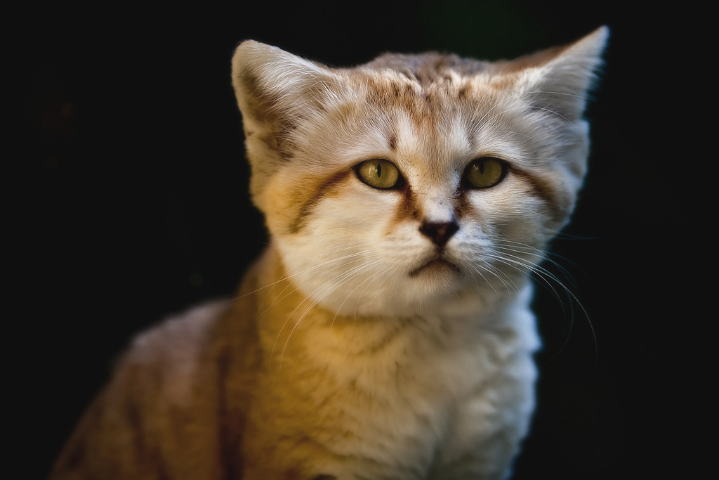 Особенности воспитания и образа жизни барханного кота
