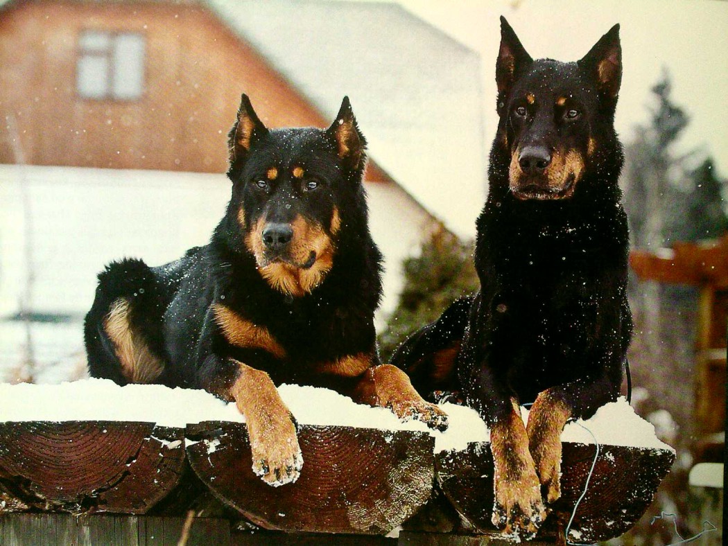 Сторожевые собаки: разновидности и особенности