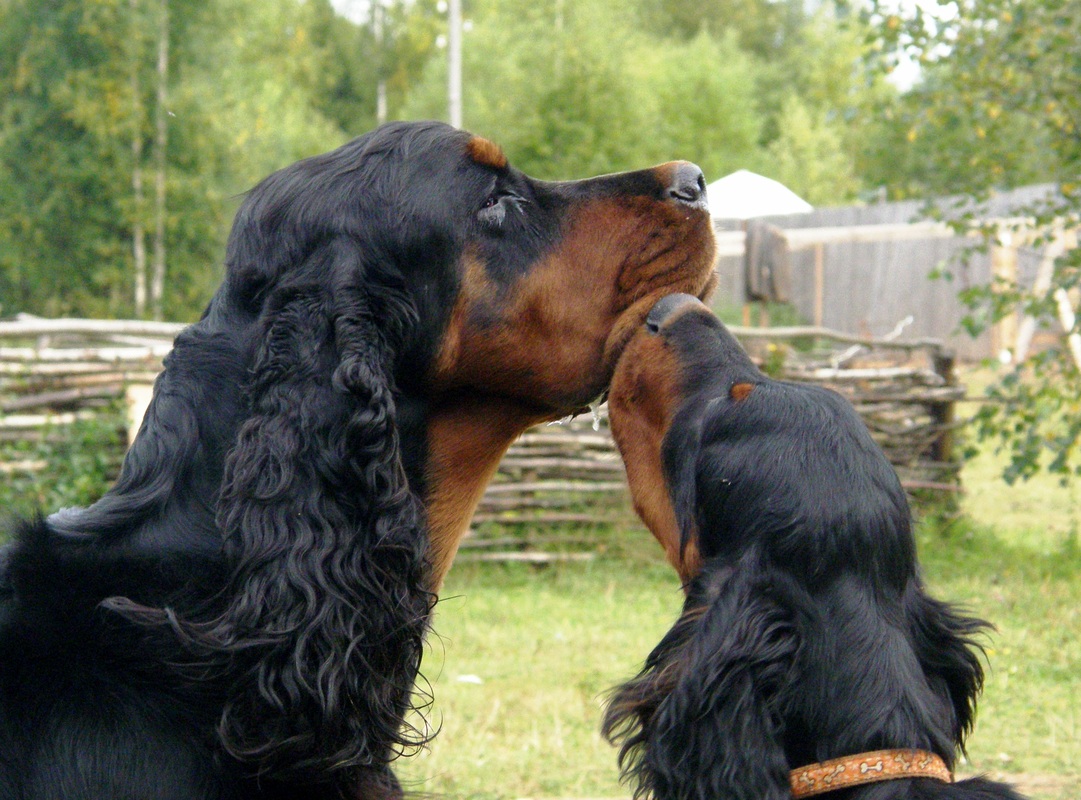 Шотландский сеттер гордон: описание породы собак