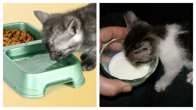 Как выкормить котенка без кошки в домашних условиях — средства и процесс