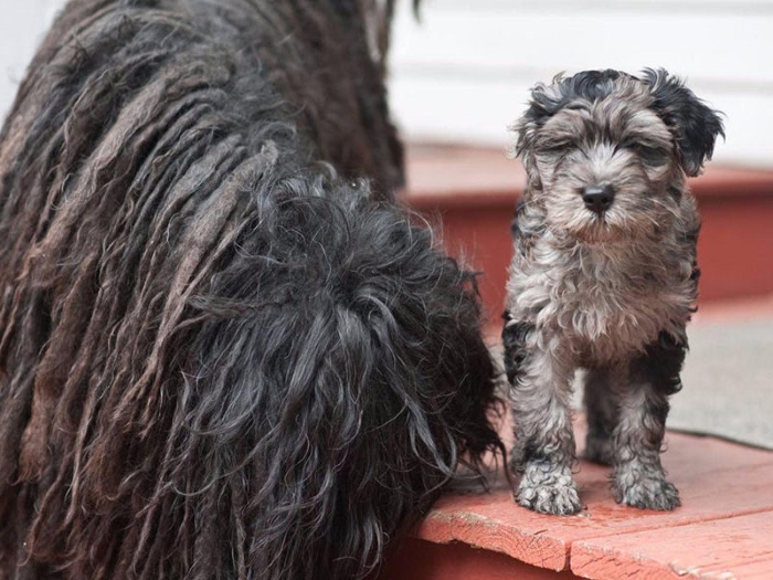 Косматые бергамские овчарки — собаки с необычным шерстяным покровом и прекрасным характером