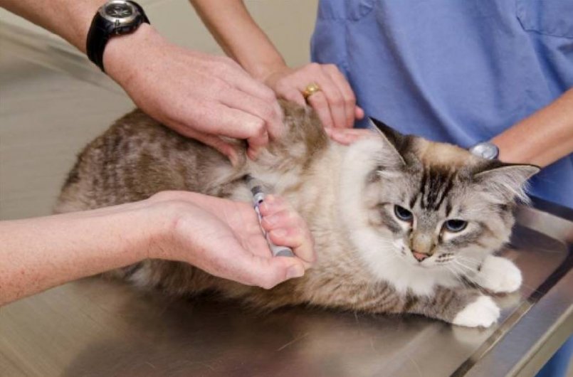 Депо-Провера для кошек: дозировка, укол от гуляния