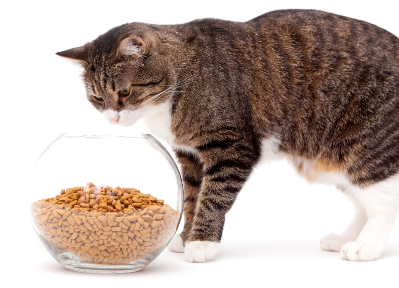 правильное питание для кошек