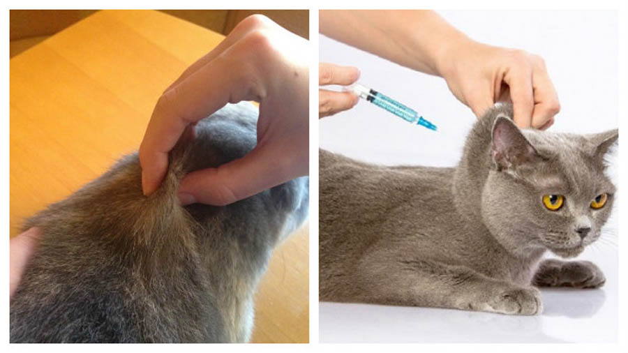 Как правильно сделать укол кошке или коту?