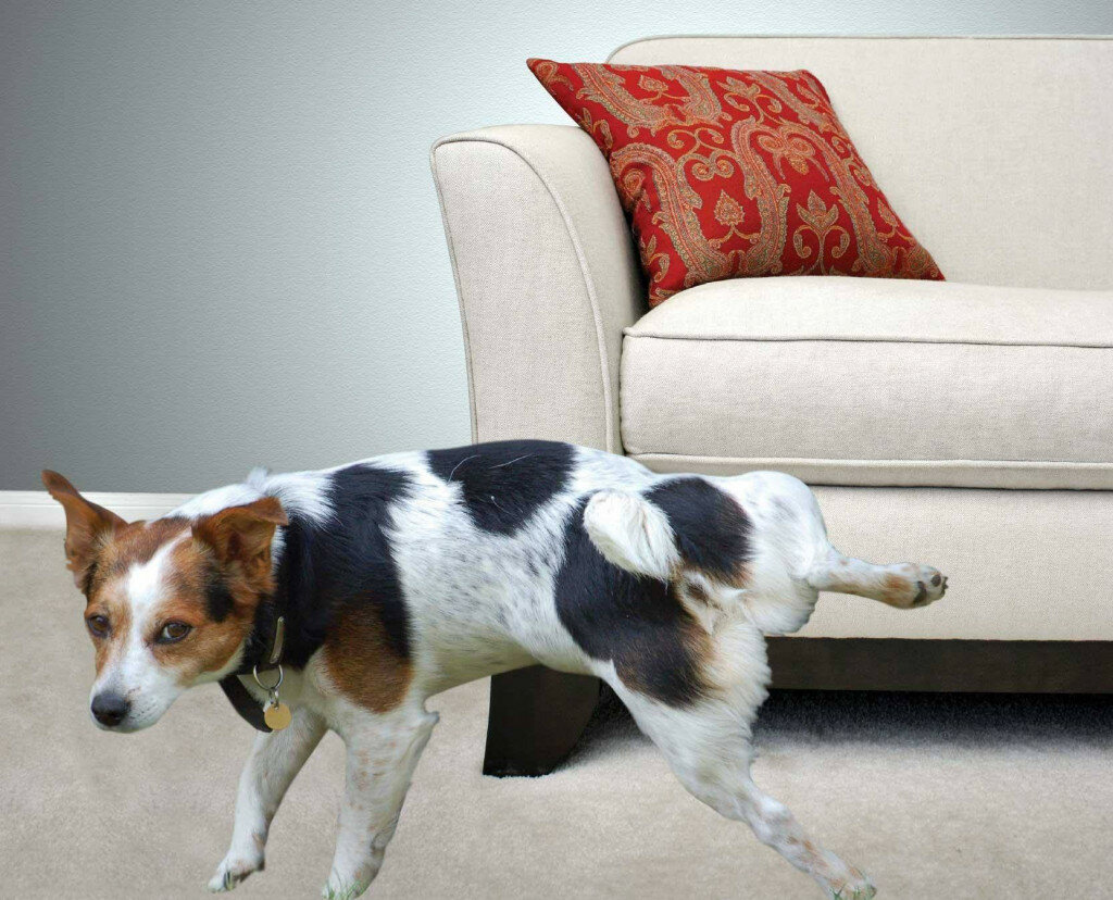 Как не подпускать собаку к мебели