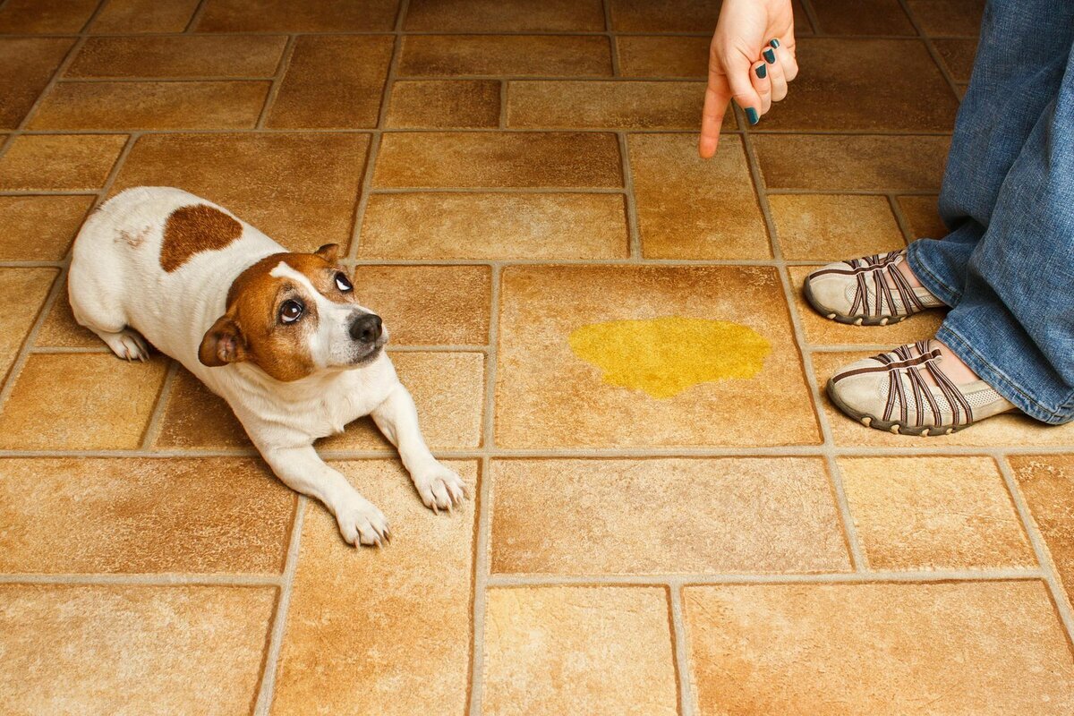 Как отучить собаку метить в квартире: что делать