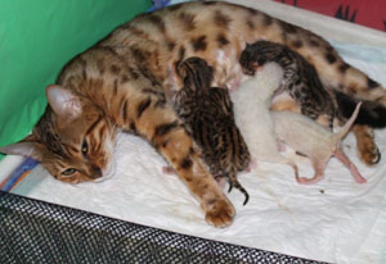 Эклампсия у беременных и родивших кошек: причины, симптомы и методы лечения