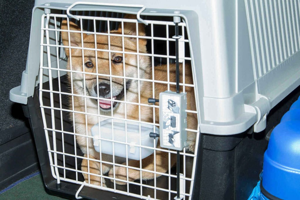 Переноска для собак в самолет: какой нужен контейнер