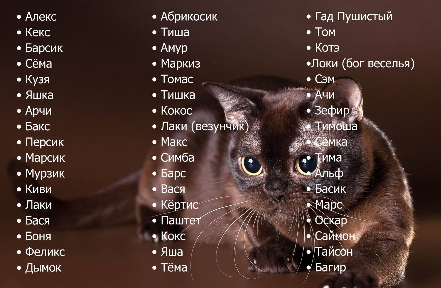 Полосатый кот: примеры пород и окраски