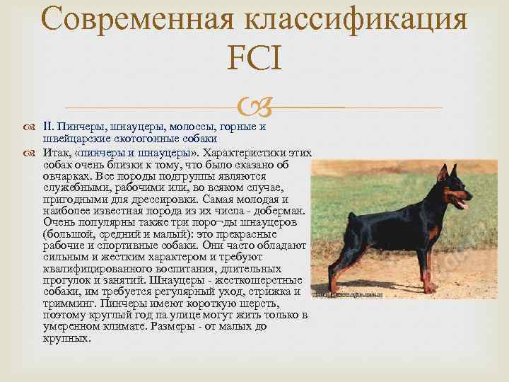 Самая древняя порода собак в мире: обзор