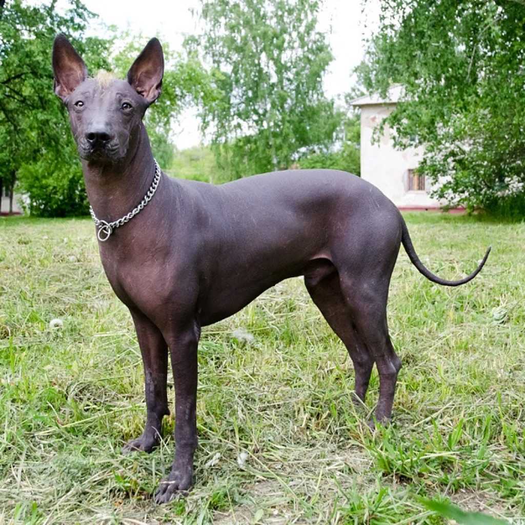 Перуанская голая собака