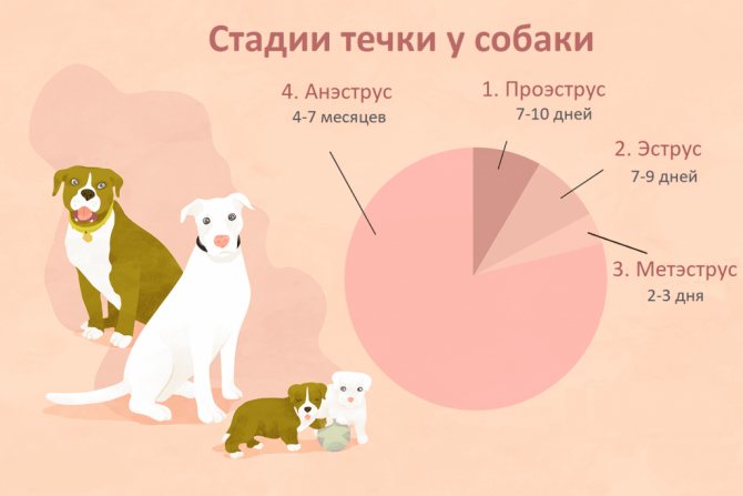 Как понять что собака беременна: признаки на ранних сроках
