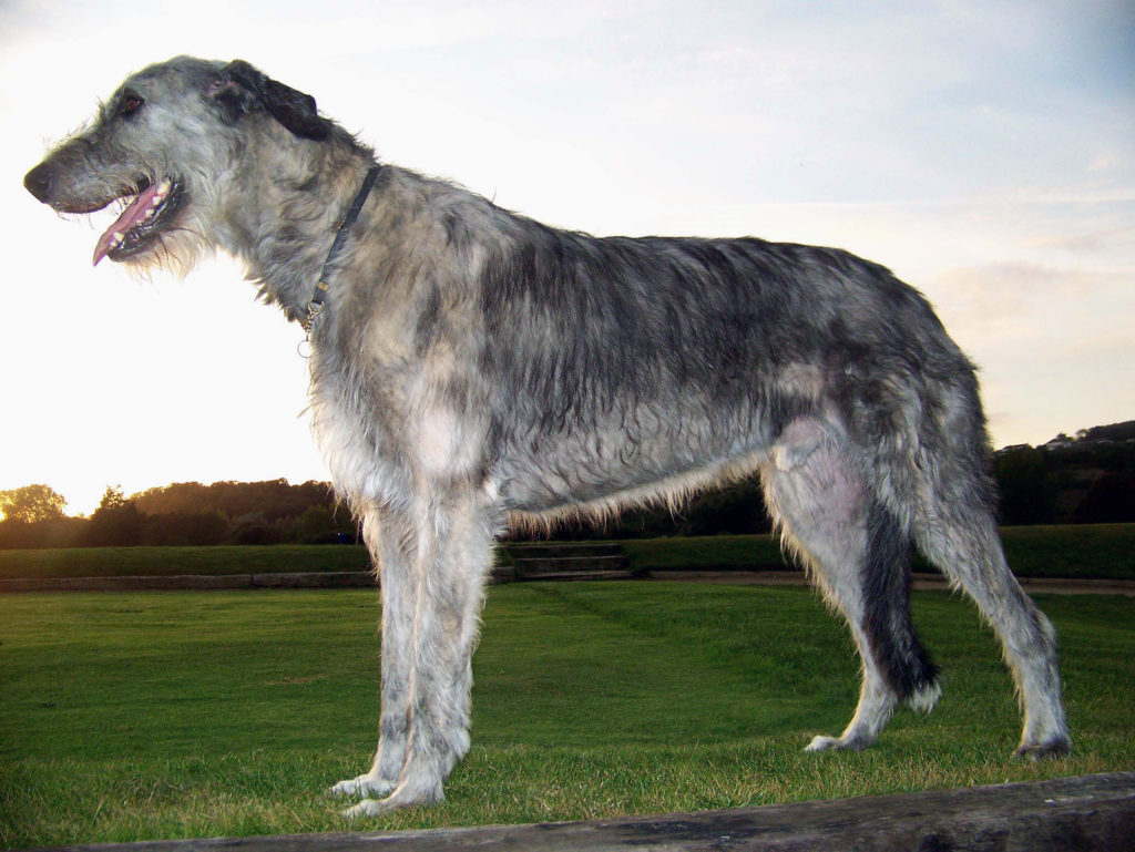 Самые большие собаки: породы