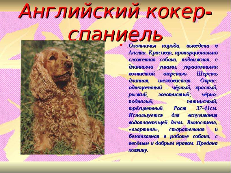 Русский спаниель: характеристика охотничьей породы