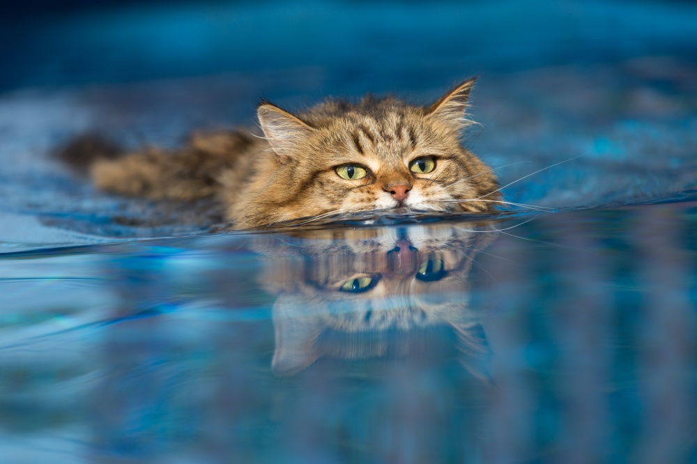 Умеют ли кошки плавать: как приучить к воде кошку