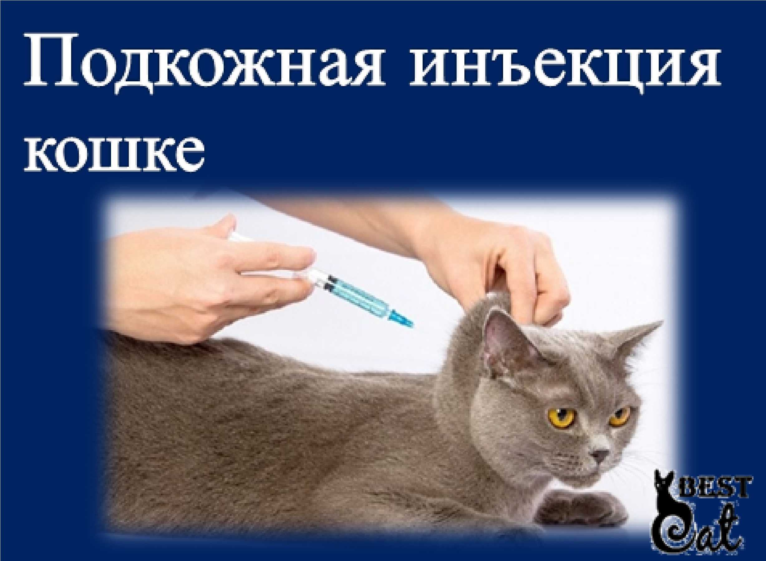 Как правильно сделать укол кошке или коту?