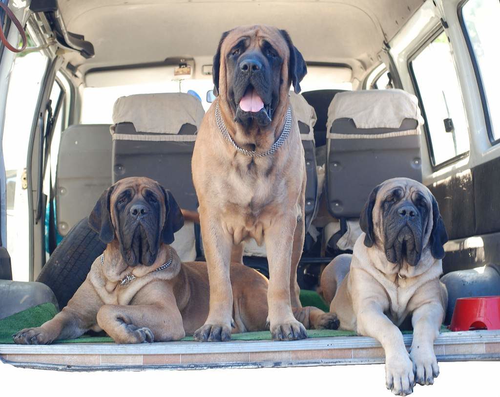 Четверка самых крупных пород собак, которые своим размером заполнят все пространство