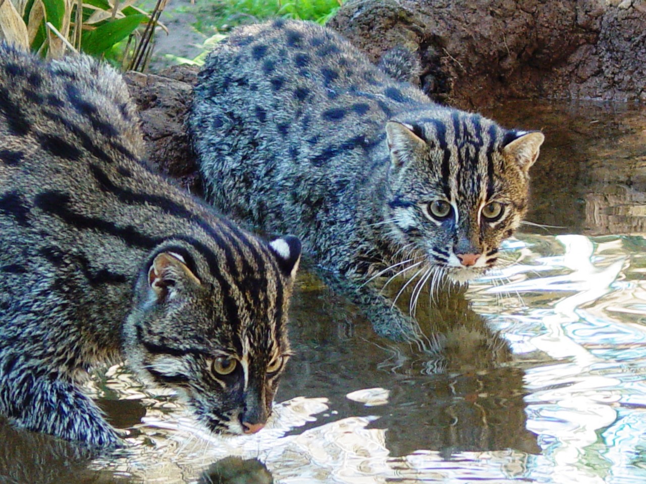 Кот рыболов: виверровый, водяной, порода