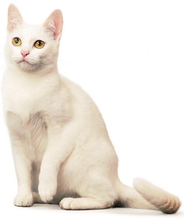 Као-мани — порода кошек «Алмазный глаз»