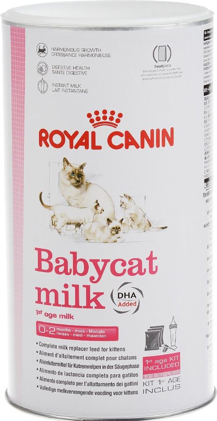Можно ли кошкам молоко — примеры для новорожденных и котят