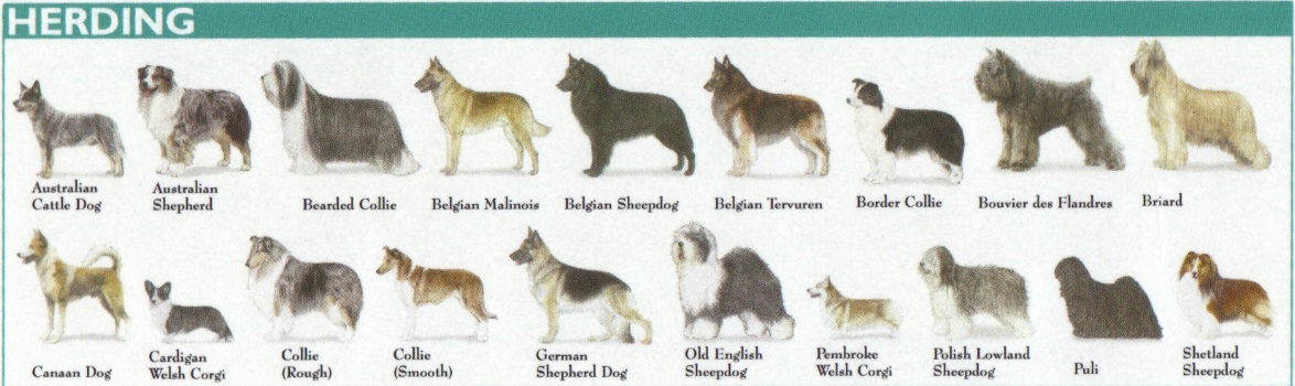 Как переводится пород. Породы собак с фотографиями и названиями. Породы собак среднего размера. Породы собак картинки с названиями. Породы собак с фотографиями и названиями на русском.