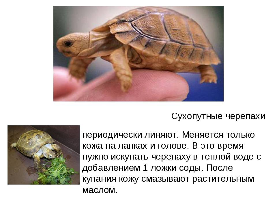 Сухопутная черепаха — как ухаживать в домашних условиях