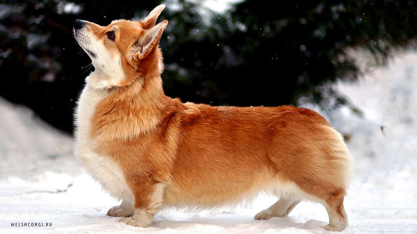 Собаки с короткими лапами: ТОП-10 компактных пород
