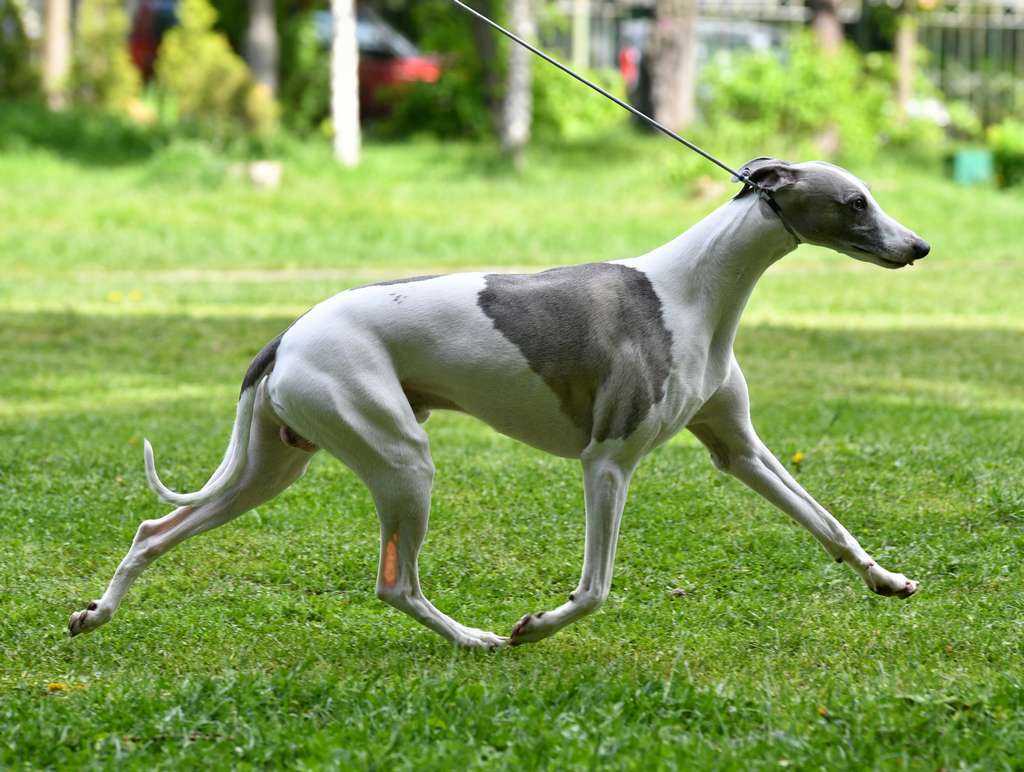 Уиппет (малая английская борзая собака): стандарт породы