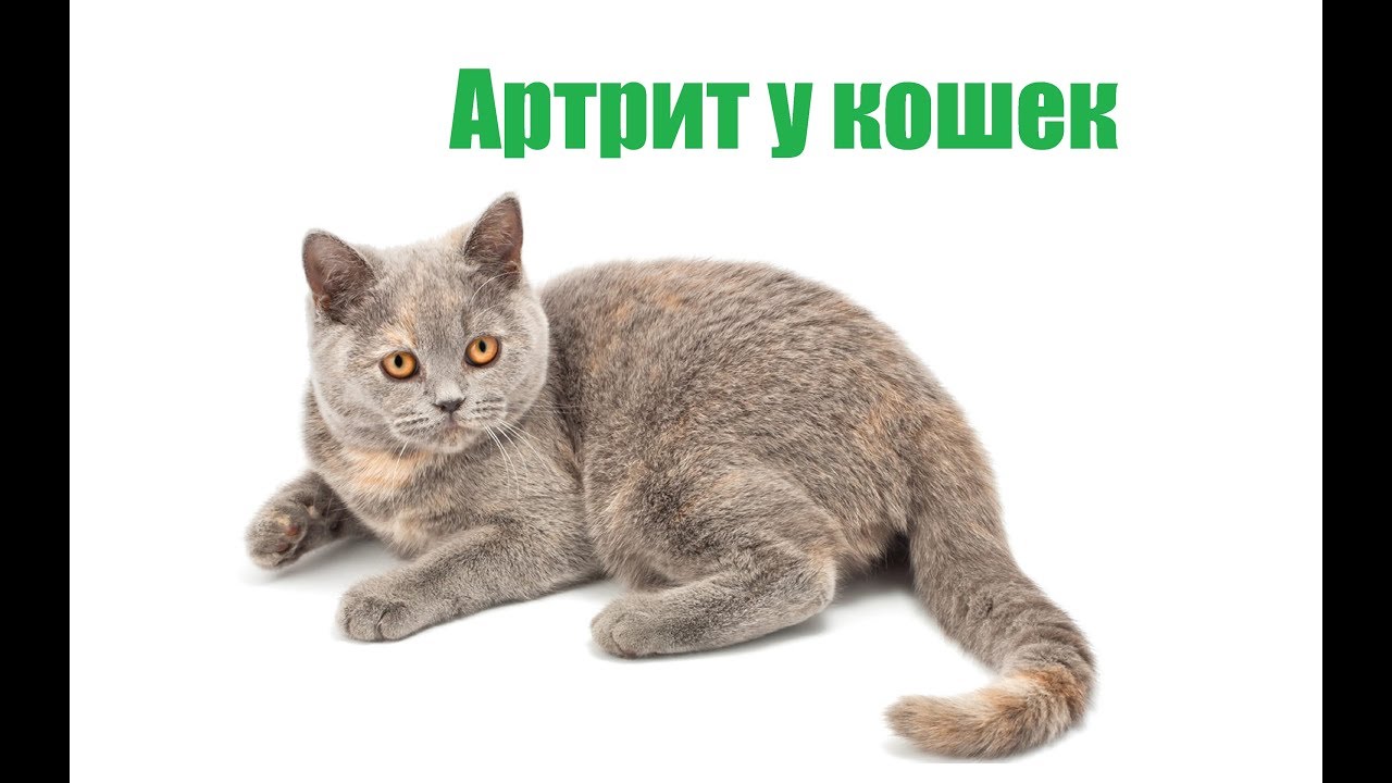 Артрит у кошек и котов