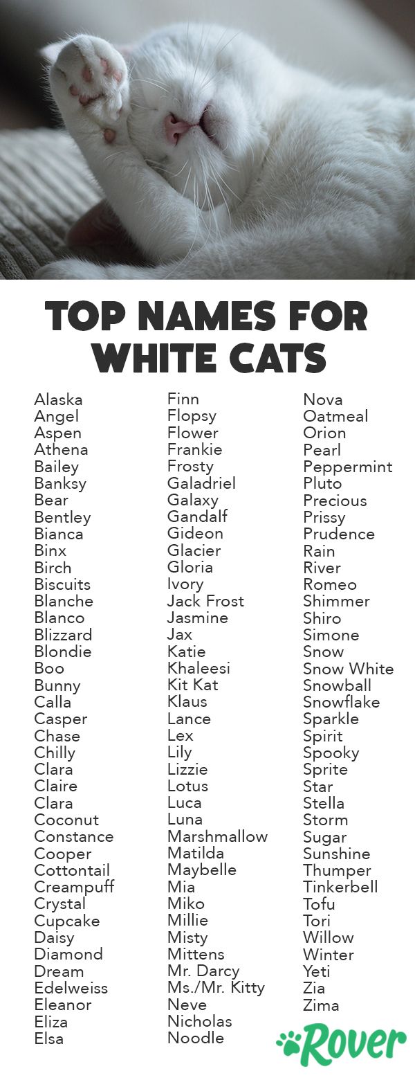 Как назвать белого кота: критерии выбора клички