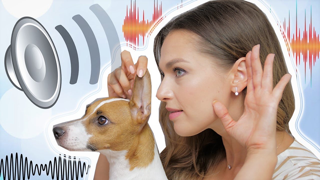 Ультразвук для собак: раздражающие отпугиватели питомцев